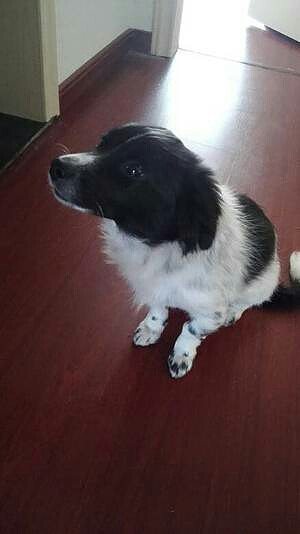 卖狗一条。三个月的小狗。三联疫苗已打