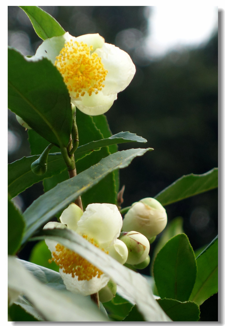 【西湖龙井茶花正开!】