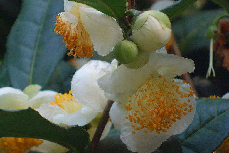 【西湖龙井茶花正开!】