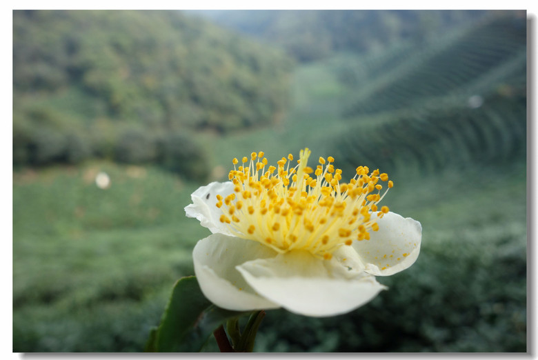 【西湖龙井茶花正开!】