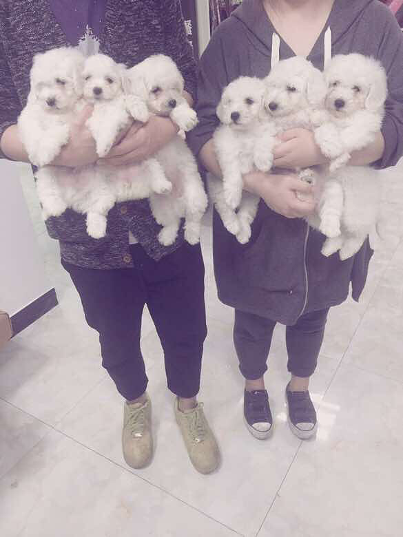 自家狗狗比熊犬生宝宝啦…特价出售1000