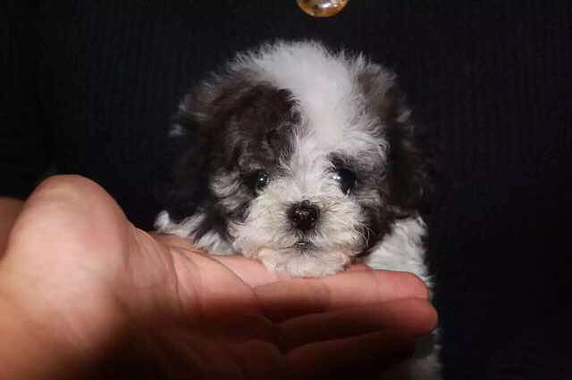 极品烟灰花泰迪,要的速来