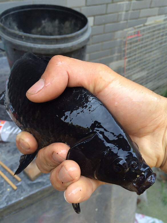这黑色的鲫鱼劲道很大.可惜今年没了.这是