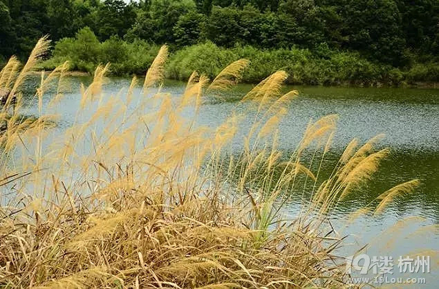 秋天不只有銀杏!尋覓浙江10個(gè)絕美蘆葦蕩~