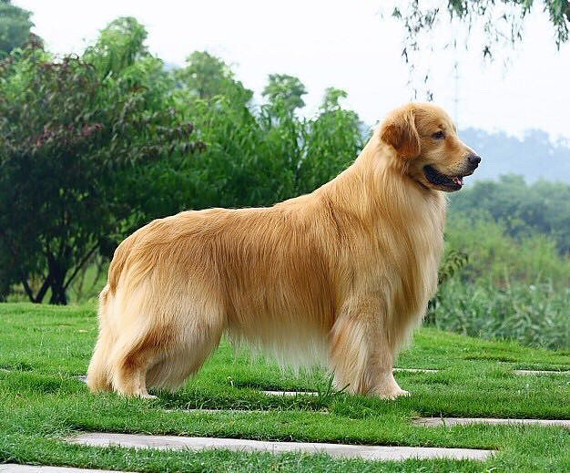 出售4个月赛级金毛 包纯种犬出生证明 微