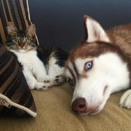 一只装了哈士奇灵魂的猫