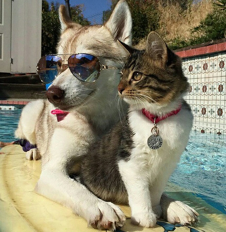 一只装了哈士奇灵魂的猫