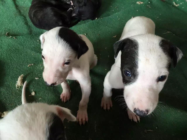 纯种猎犬灵缇产下一个月,小狗健康可爱喜欢