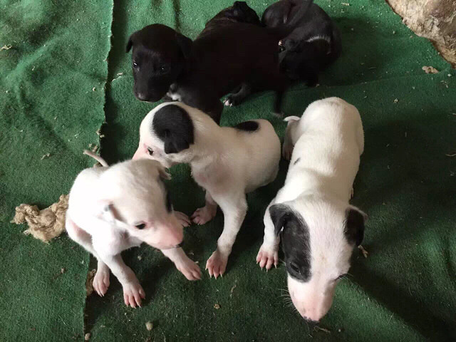 纯种猎犬灵缇产下一个月,小狗健康可爱喜欢