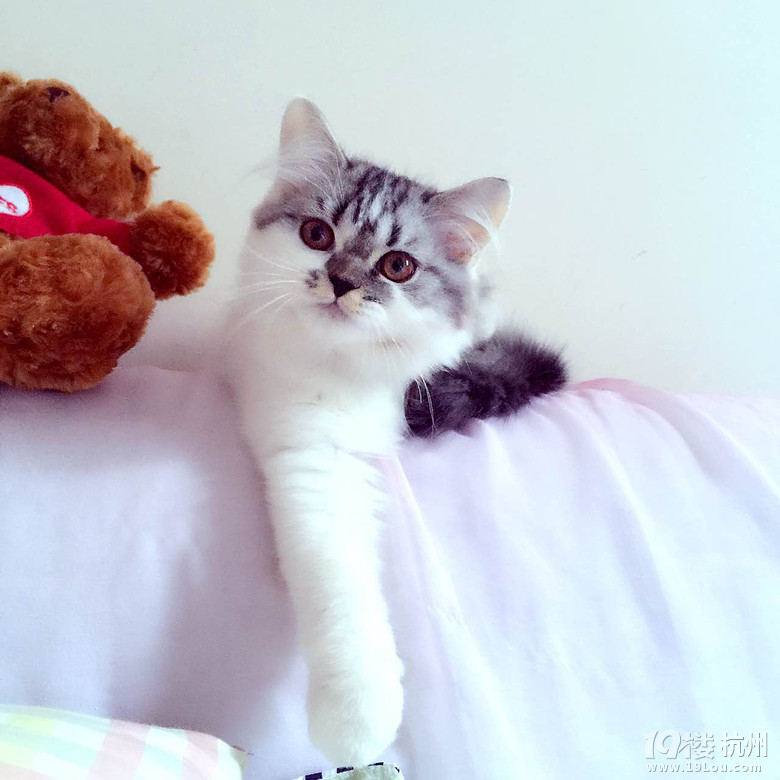 想养猫?你要准备些什么?心理准备也需要哦