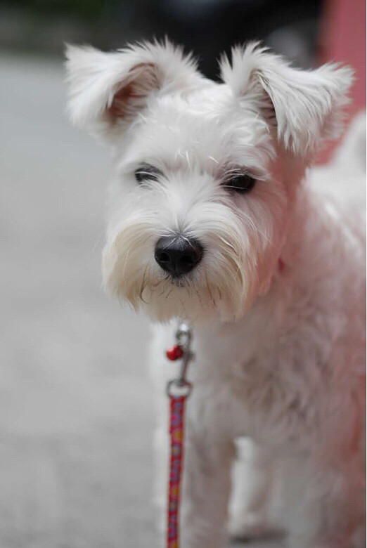 不慎走丢白色雪纳瑞一只.我家狗狗11月2