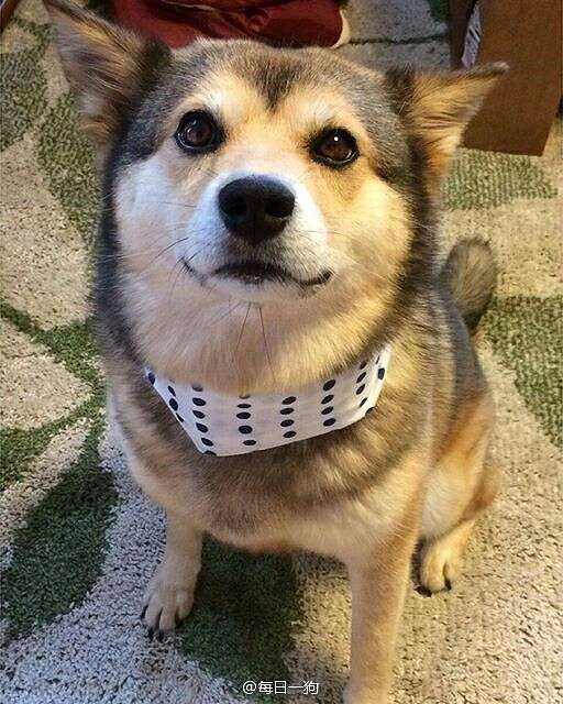 哈士奇和柴犬的基因一不小心混合以后都能看到它爹妈的影子