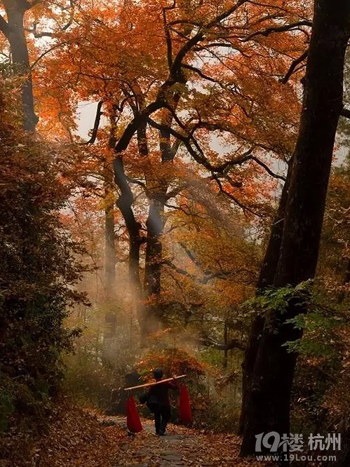 浙江这些徒步古道简直美爆了!-杭州旅游攻略-大