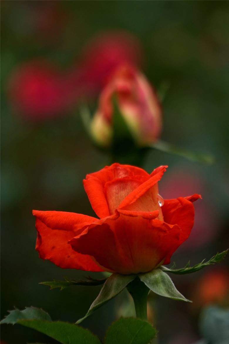 红月季:纯洁的爱,热恋或热情可嘉,爱情和勇气(2).