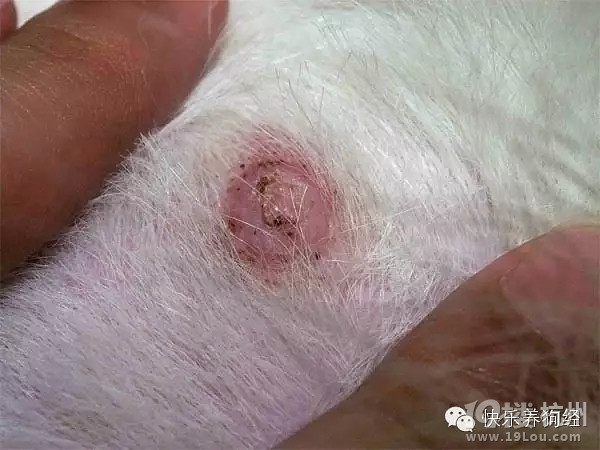 狗狗健康】终于被我揪出这个罪魁祸首了 ---新型布尼亚病毒