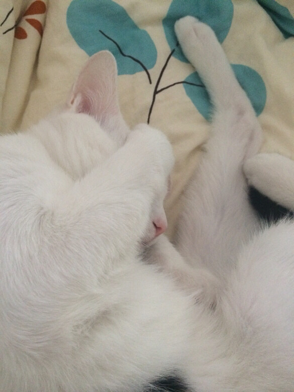 【最逗萌宠】二逼白帝没节操