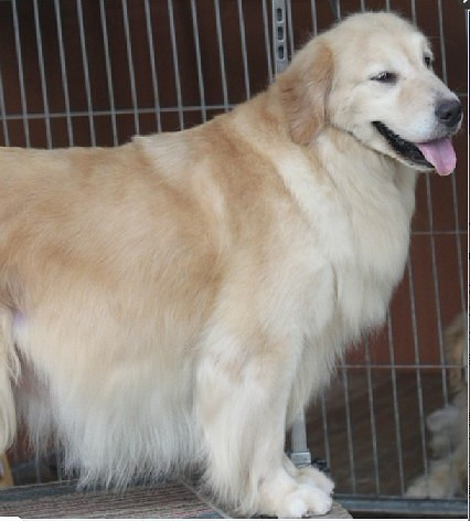 双登陆冠军金毛宝宝