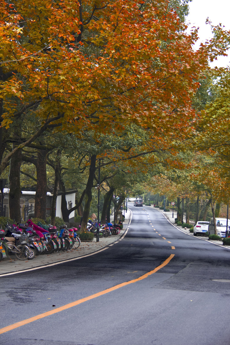 龙井路转秋-风景照-19摄区-杭州19楼