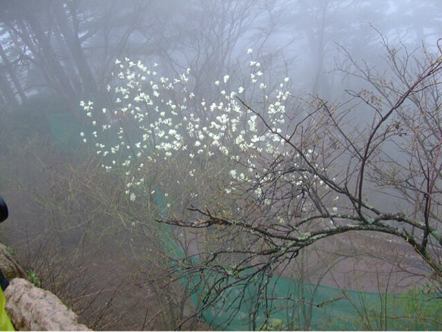 【手机相册】雾里看花