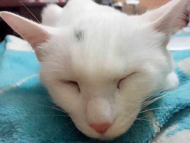 杭州猫咪找领养,坐标城西。 朋友家的猫咪