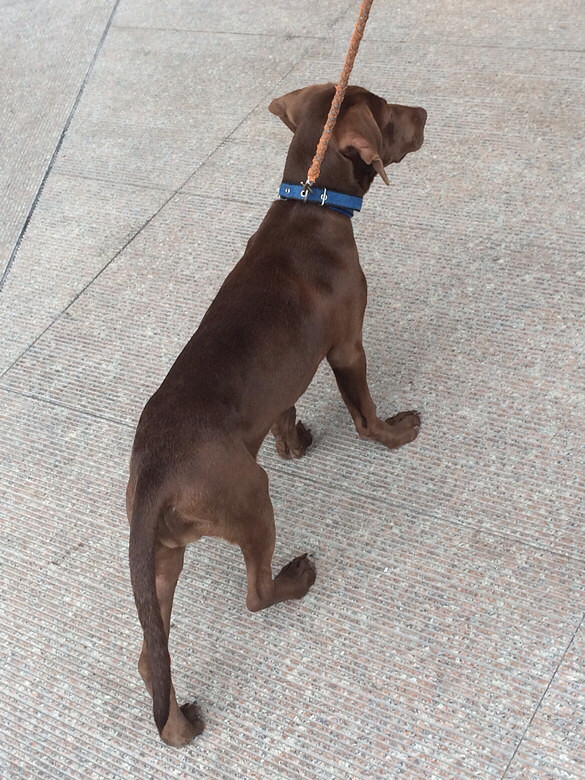 出售自家拉布拉多咖啡色,胸口带白毛,自己