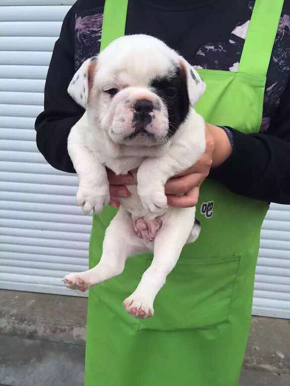 海盗眼法斗,一公一母喜欢的抓紧哦