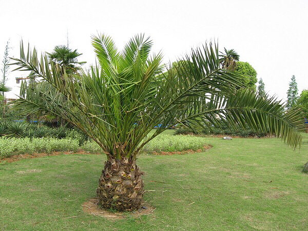 【手机相册】菠萝树.