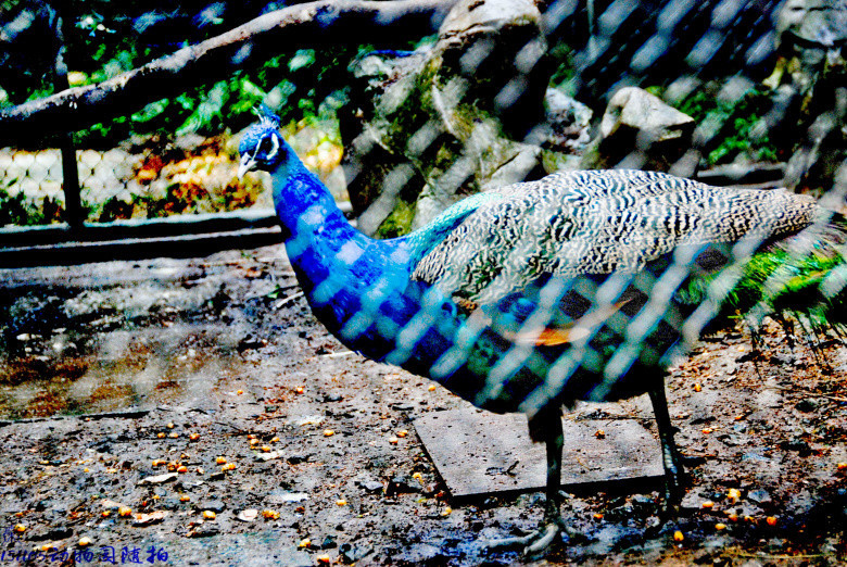 动物园随拍-人文片-19摄区-杭州19楼