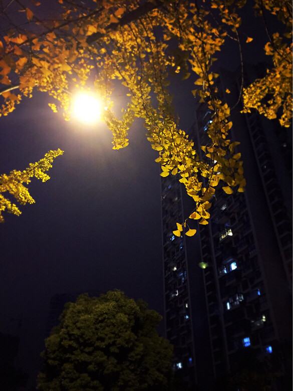 夜晚上的路灯风景图片