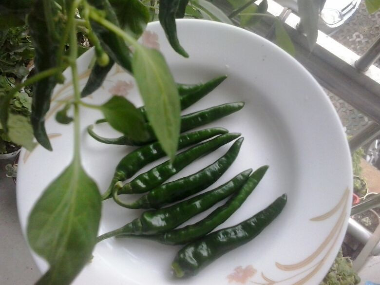 花盆里种植的辣椒由青慢慢变红了.