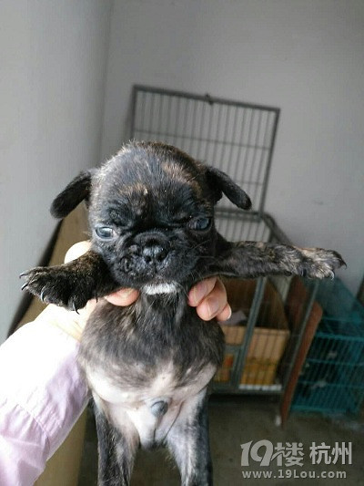浙江宁波自家养法国斗牛犬 虎斑法牛 实物照片
