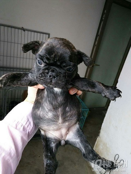 浙江宁波自家养法国斗牛犬 虎斑法牛 实物照片