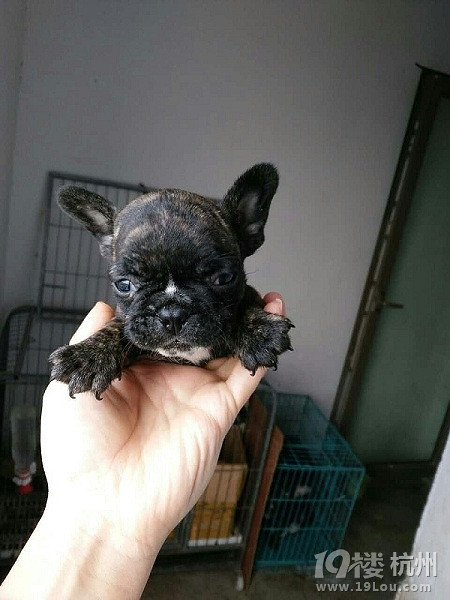 浙江宁波自家养法国斗牛犬 虎斑法牛 实物照片