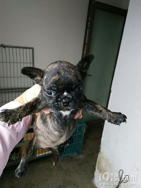 浙江宁波自家养法国斗牛犬 虎斑法牛 实物照片