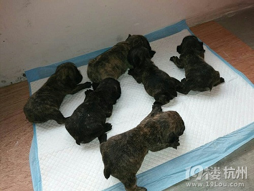 浙江宁波自家养法国斗牛犬 虎斑法牛 实物照片