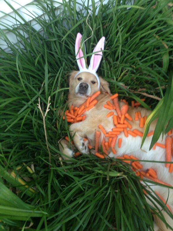 一只叫Bailey的金毛小公举的日常 英国报姐