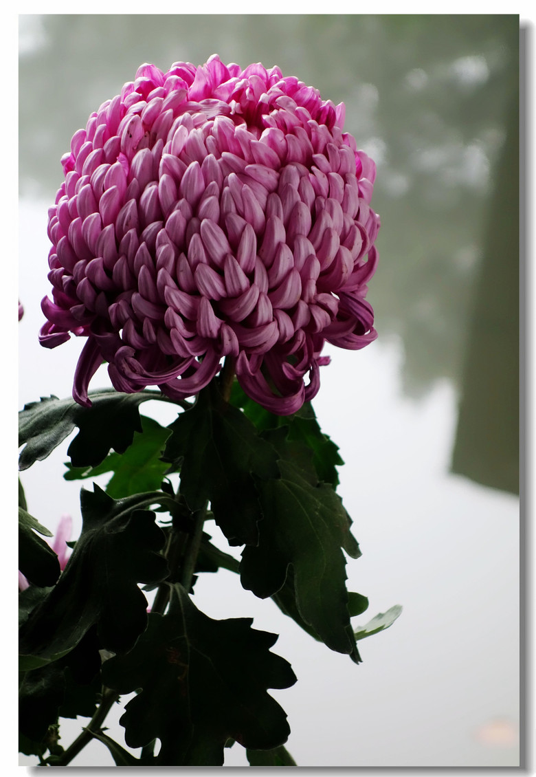 【冬天的菊花--多本菊】