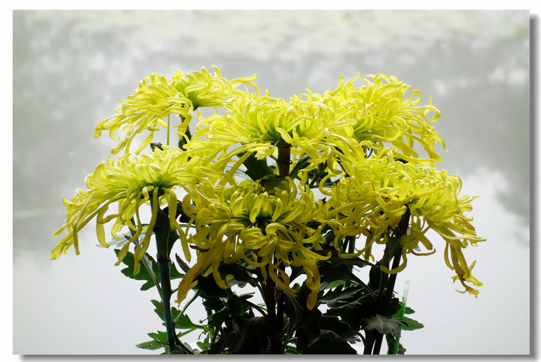 【冬天的菊花--多本菊】