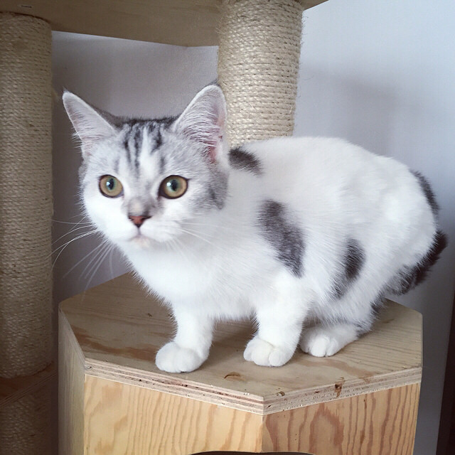 高白起司猫mm,5个月了,疫苗全做,无藓