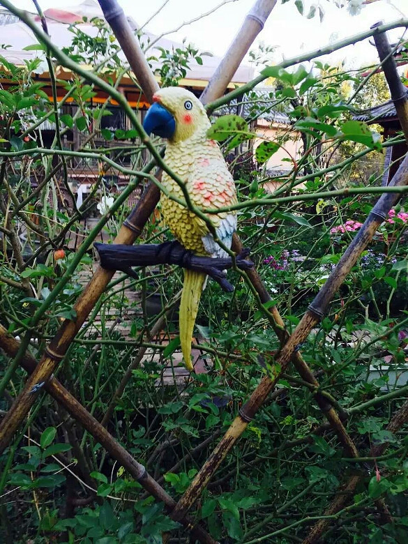 爱臭美的鹦鹉——polly*^o.