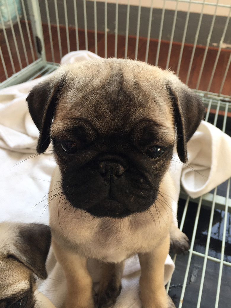 家养巴哥 公 2个月