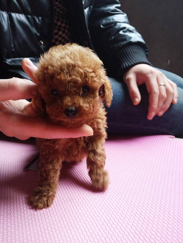 萌萌哒 小可爱想找新的主人 快来接我回家吧