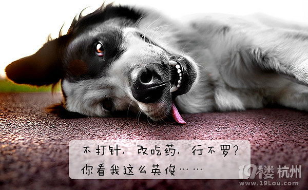 12星座狗狗去打針,來看看你家屬于哪種