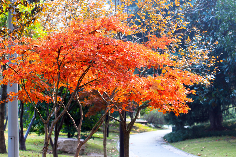 桥西码头的红枫-风景照-19摄区-杭州19楼