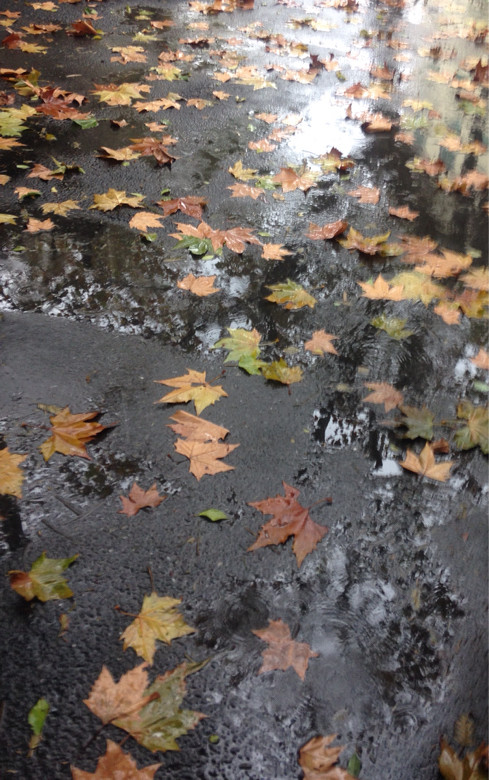 梧桐树下雨图片