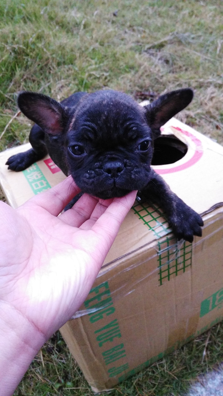 浙江宁波自家养法国斗牛犬 虎斑法牛 实物照片