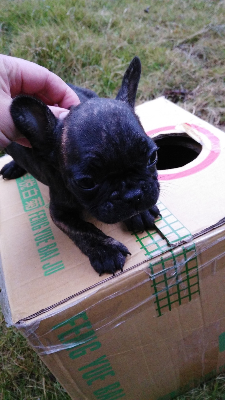 浙江宁波自家养法国斗牛犬 虎斑法牛 实物照片