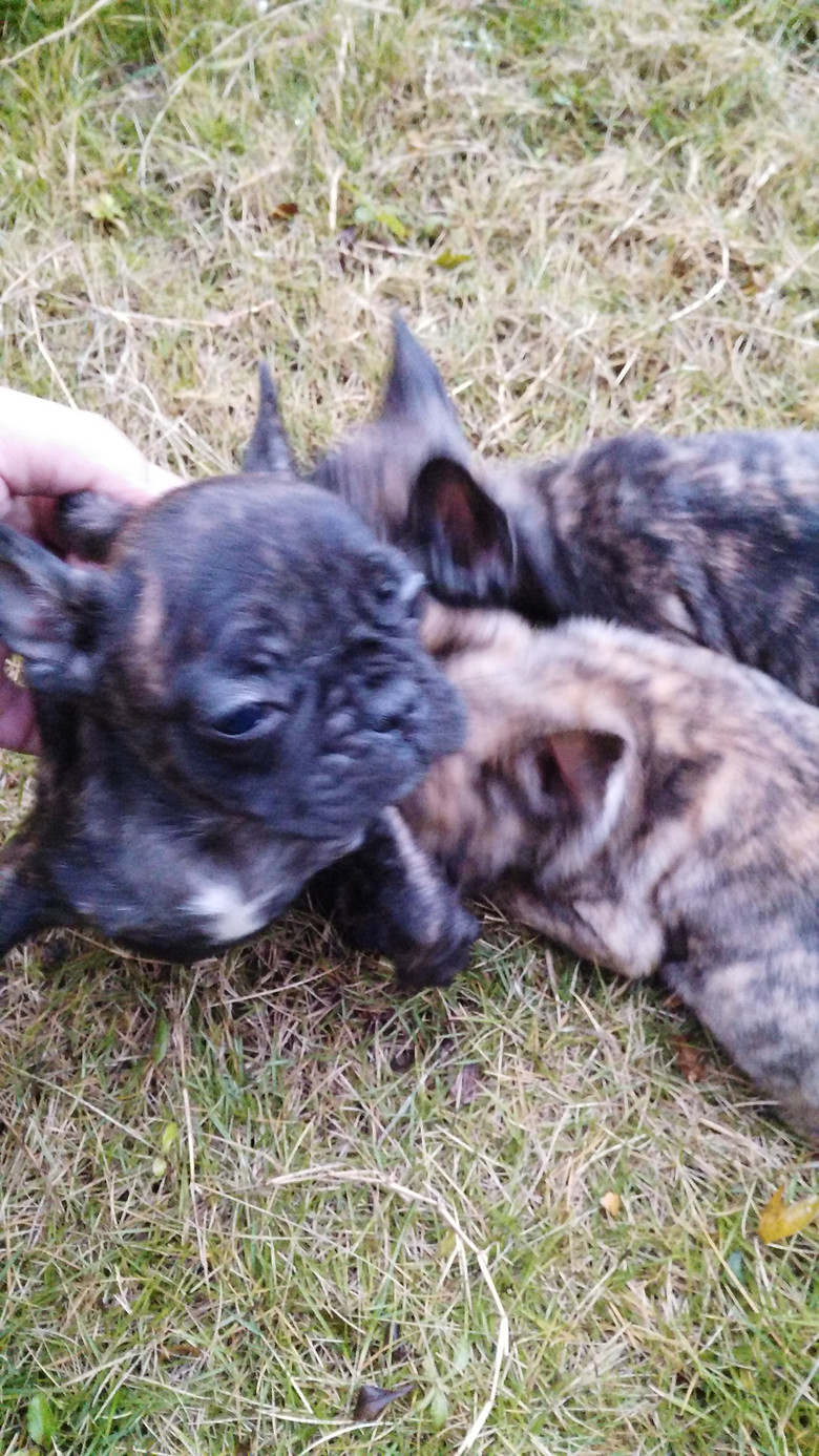 浙江宁波自家养法国斗牛犬 虎斑法牛 实物照片