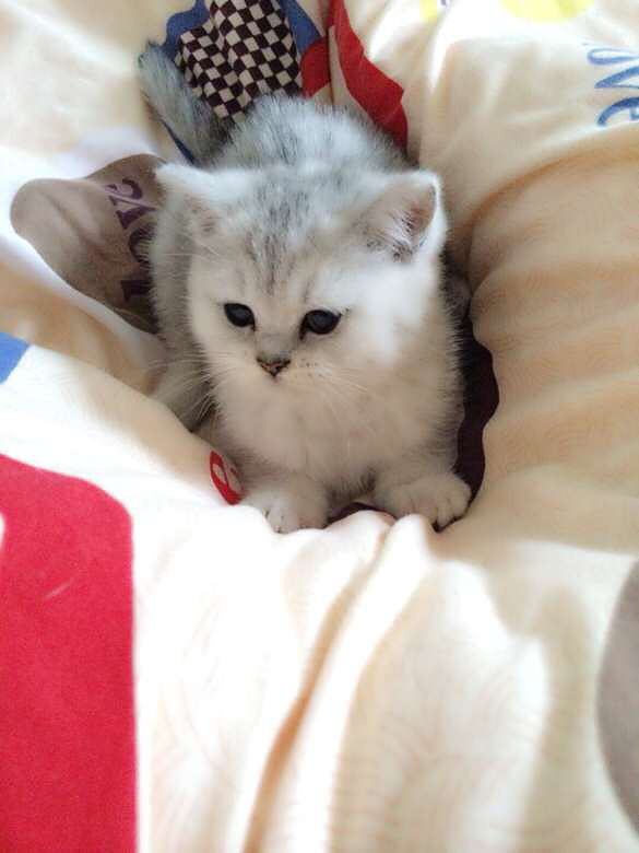 银渐层立耳小mm 喜欢的加微信aa872