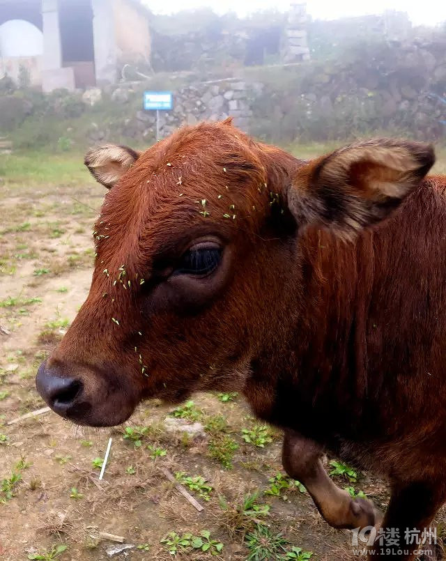 【手机相册】 丽水遂昌云和21